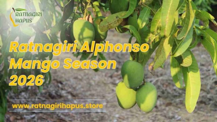 Alphonso mango, Ratnagiri Alphonso mango, Buy Alphonso mango online, Alphonso mango delivery in India, Alphonso Season 2026,Ratnagiri Hapus, Alphonso Mango Online, Buy Alphonso Mango 2026, Original Ratnagiri Mango,Alphonso Mango delivery in Delhi, Ratnagiri Hapus online Mumbai, Mango exports from India,